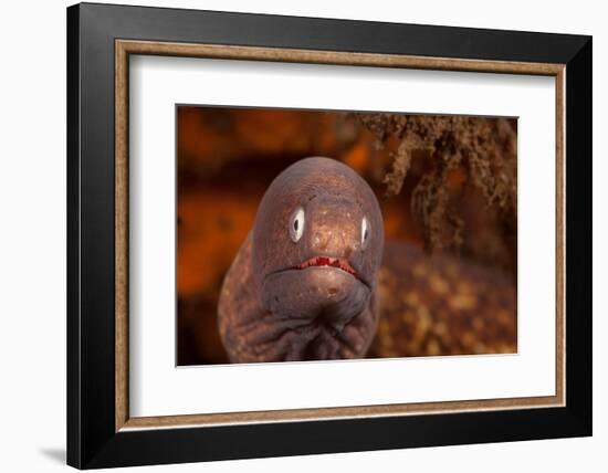 White-eyed moray, Bali, Indonesia-David Fleetham-Framed Photographic Print