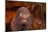 White-eyed moray, Bali, Indonesia-David Fleetham-Mounted Photographic Print