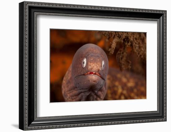 White-eyed moray, Bali, Indonesia-David Fleetham-Framed Photographic Print