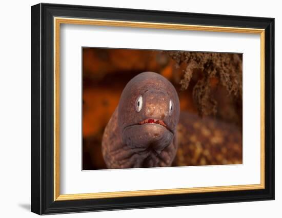 White-eyed moray, Bali, Indonesia-David Fleetham-Framed Photographic Print