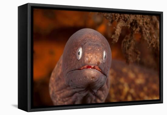 White-eyed moray, Bali, Indonesia-David Fleetham-Framed Premier Image Canvas