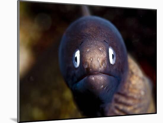 White Eyed Moray Eel (Siderea Thysoidea), Philippines, Southeast Asia, Asia-Lisa Collins-Mounted Photographic Print