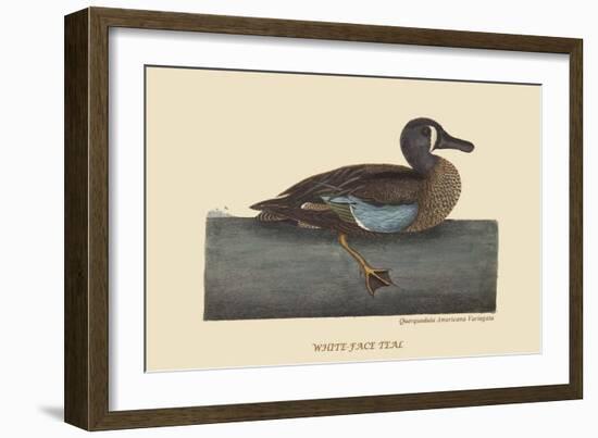 White Face Teal-Mark Catesby-Framed Art Print