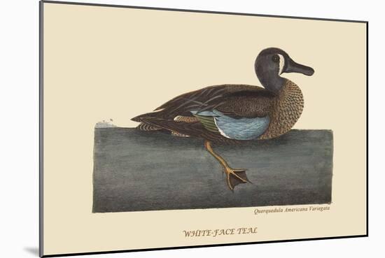 White Face Teal-Mark Catesby-Mounted Art Print