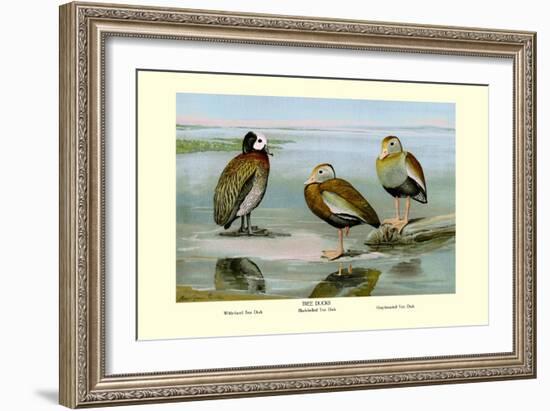 White-Faced, Black-Bellied and Gray-Breasted Tree Ducks-Louis Agassiz Fuertes-Framed Art Print