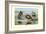 White-Faced, Black-Bellied and Gray-Breasted Tree Ducks-Louis Agassiz Fuertes-Framed Art Print