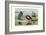 White-Faced, Black-Bellied and Gray-Breasted Tree Ducks-Louis Agassiz Fuertes-Framed Art Print