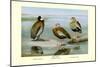 White-Faced, Black-Bellied and Gray-Breasted Tree Ducks-Louis Agassiz Fuertes-Mounted Art Print