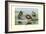 White-Faced, Black-Bellied and Gray-Breasted Tree Ducks-Louis Agassiz Fuertes-Framed Art Print