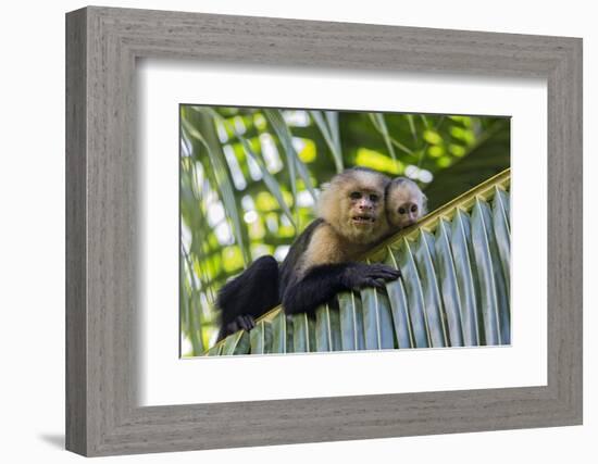 White-Faced Capuchin (Cebus Capucinus Imitator) Mother and Baby. Osa Peninsula, Costa Rica-Suzi Eszterhas-Framed Photographic Print