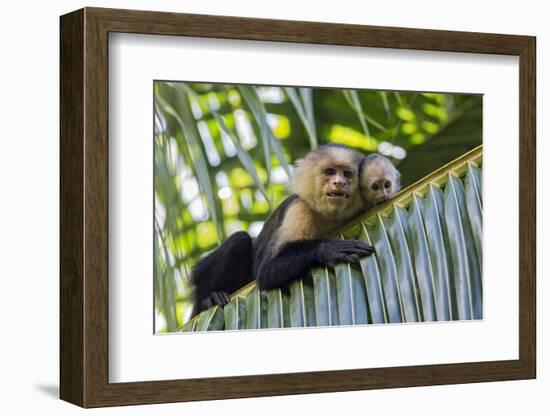 White-Faced Capuchin (Cebus Capucinus Imitator) Mother and Baby. Osa Peninsula, Costa Rica-Suzi Eszterhas-Framed Photographic Print