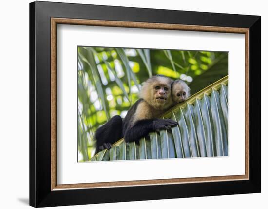 White-Faced Capuchin (Cebus Capucinus Imitator) Mother and Baby. Osa Peninsula, Costa Rica-Suzi Eszterhas-Framed Photographic Print