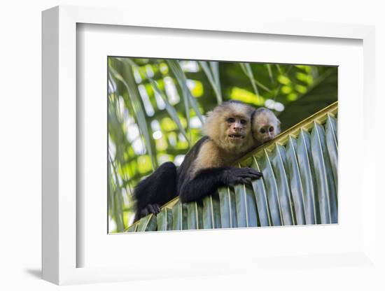 White-Faced Capuchin (Cebus Capucinus Imitator) Mother and Baby. Osa Peninsula, Costa Rica-Suzi Eszterhas-Framed Photographic Print