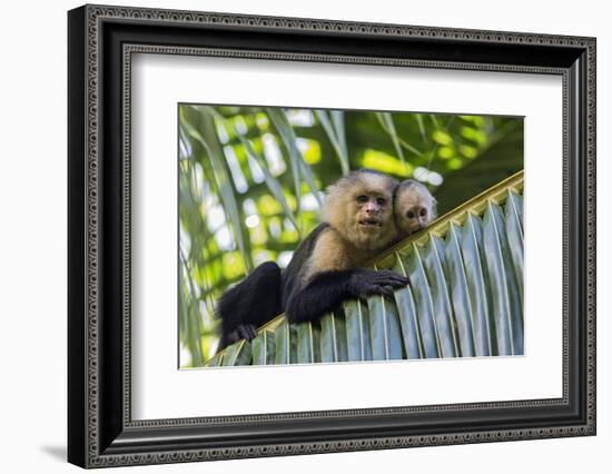 White-Faced Capuchin (Cebus Capucinus Imitator) Mother and Baby. Osa Peninsula, Costa Rica-Suzi Eszterhas-Framed Photographic Print