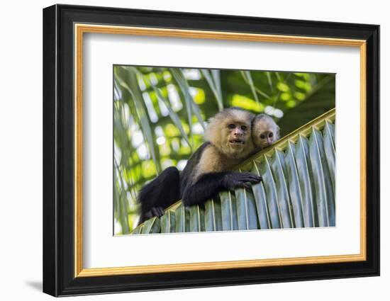 White-Faced Capuchin (Cebus Capucinus Imitator) Mother and Baby. Osa Peninsula, Costa Rica-Suzi Eszterhas-Framed Photographic Print