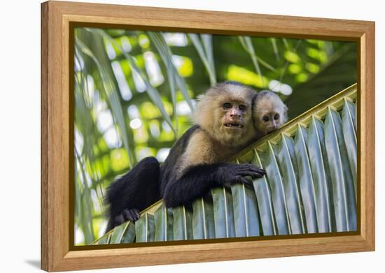 White-Faced Capuchin (Cebus Capucinus Imitator) Mother and Baby. Osa Peninsula, Costa Rica-Suzi Eszterhas-Framed Premier Image Canvas