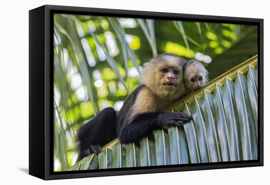 White-Faced Capuchin (Cebus Capucinus Imitator) Mother and Baby. Osa Peninsula, Costa Rica-Suzi Eszterhas-Framed Premier Image Canvas