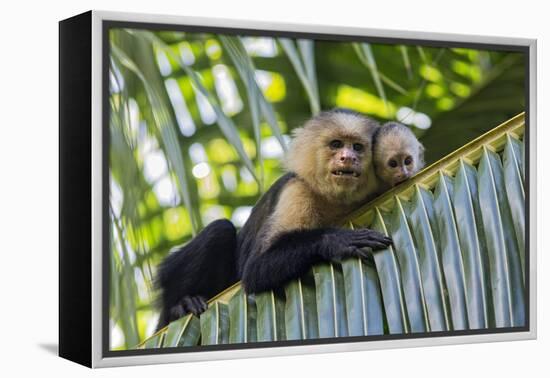 White-Faced Capuchin (Cebus Capucinus Imitator) Mother and Baby. Osa Peninsula, Costa Rica-Suzi Eszterhas-Framed Premier Image Canvas