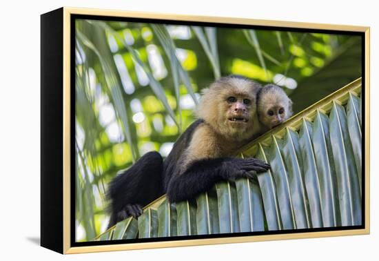 White-Faced Capuchin (Cebus Capucinus Imitator) Mother and Baby. Osa Peninsula, Costa Rica-Suzi Eszterhas-Framed Premier Image Canvas