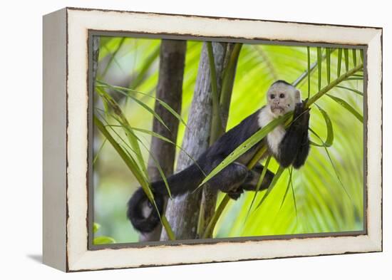 White-Faced Capuchin (Cebus Capucinus Imitator) Resting in Palm Tree. Osa Peninsula, Costa Rica-Suzi Eszterhas-Framed Premier Image Canvas