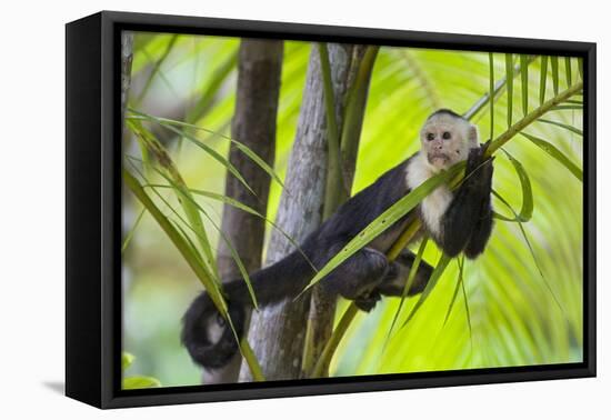White-Faced Capuchin (Cebus Capucinus Imitator) Resting in Palm Tree. Osa Peninsula, Costa Rica-Suzi Eszterhas-Framed Premier Image Canvas