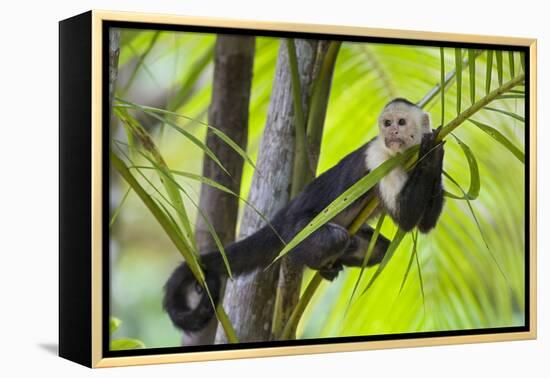 White-Faced Capuchin (Cebus Capucinus Imitator) Resting in Palm Tree. Osa Peninsula, Costa Rica-Suzi Eszterhas-Framed Premier Image Canvas