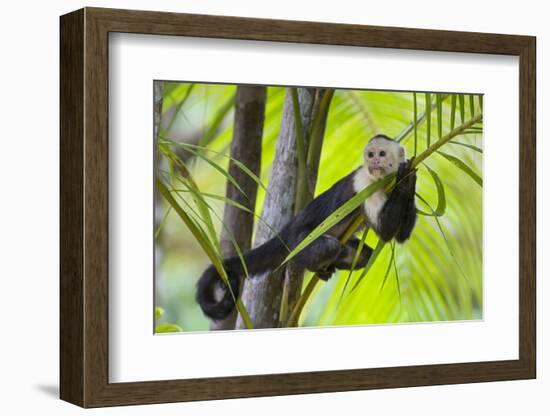 White-Faced Capuchin (Cebus Capucinus Imitator) Resting in Palm Tree. Osa Peninsula, Costa Rica-Suzi Eszterhas-Framed Photographic Print