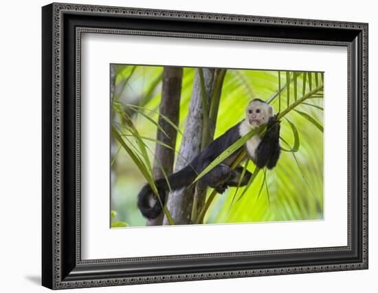 White-Faced Capuchin (Cebus Capucinus Imitator) Resting in Palm Tree. Osa Peninsula, Costa Rica-Suzi Eszterhas-Framed Photographic Print