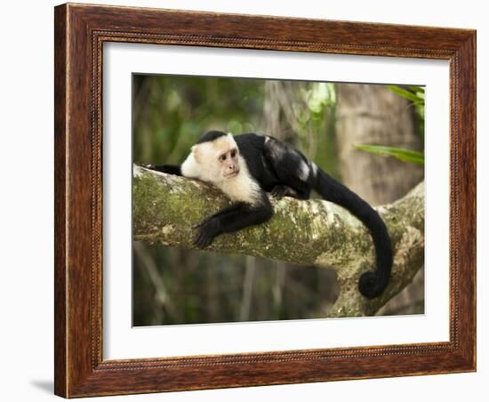 White Faced Capuchin (Cebus Capucinus), Manuel Antonio National Park, Costa Rica-Paul Souders-Framed Photographic Print