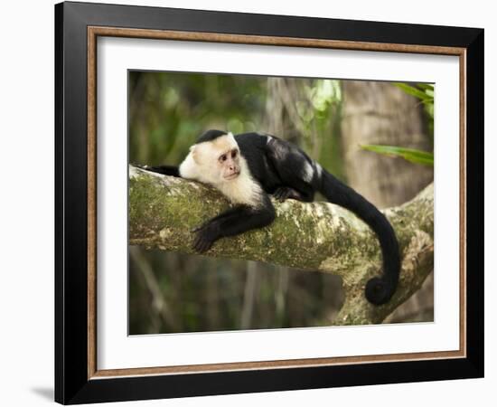 White Faced Capuchin (Cebus Capucinus), Manuel Antonio National Park, Costa Rica-Paul Souders-Framed Photographic Print