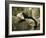 White Faced Capuchin (Cebus Capucinus), Manuel Antonio National Park, Costa Rica-Paul Souders-Framed Photographic Print