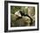 White Faced Capuchin (Cebus Capucinus), Manuel Antonio National Park, Costa Rica-Paul Souders-Framed Photographic Print