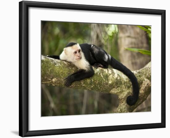 White Faced Capuchin (Cebus Capucinus), Manuel Antonio National Park, Costa Rica-Paul Souders-Framed Photographic Print