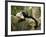 White Faced Capuchin (Cebus Capucinus), Manuel Antonio National Park, Costa Rica-Paul Souders-Framed Photographic Print