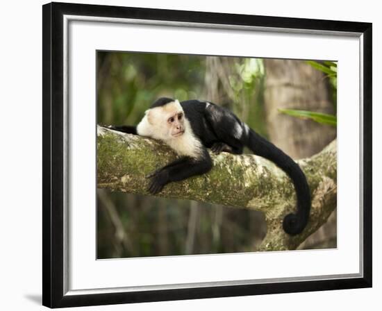 White Faced Capuchin (Cebus Capucinus), Manuel Antonio National Park, Costa Rica-Paul Souders-Framed Photographic Print