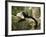 White Faced Capuchin (Cebus Capucinus), Manuel Antonio National Park, Costa Rica-Paul Souders-Framed Photographic Print