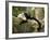 White Faced Capuchin (Cebus Capucinus), Manuel Antonio National Park, Costa Rica-Paul Souders-Framed Photographic Print