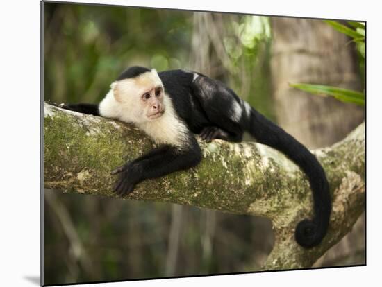 White Faced Capuchin (Cebus Capucinus), Manuel Antonio National Park, Costa Rica-Paul Souders-Mounted Photographic Print