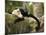 White Faced Capuchin (Cebus Capucinus), Manuel Antonio National Park, Costa Rica-Paul Souders-Mounted Photographic Print