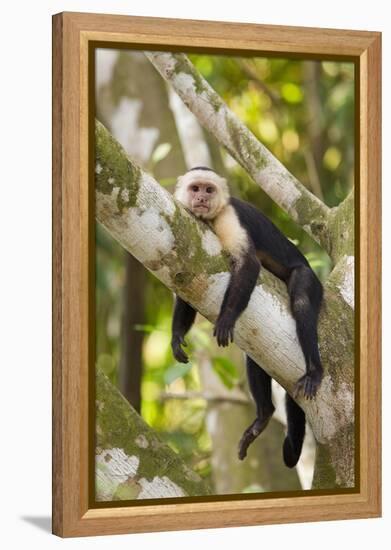 White-Faced Capuchin , Costa Rica-null-Framed Premier Image Canvas