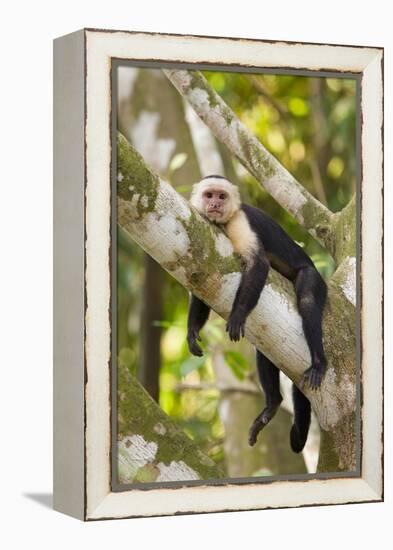 White-Faced Capuchin , Costa Rica-null-Framed Premier Image Canvas