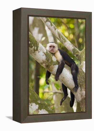 White-Faced Capuchin , Costa Rica-null-Framed Premier Image Canvas