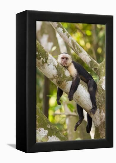 White-Faced Capuchin , Costa Rica-null-Framed Premier Image Canvas