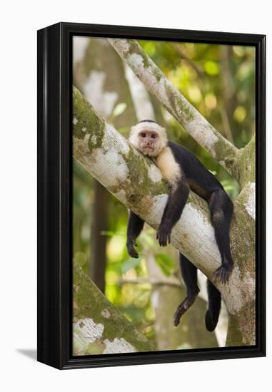 White-Faced Capuchin , Costa Rica-null-Framed Premier Image Canvas