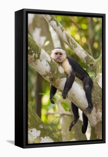 White-Faced Capuchin , Costa Rica-null-Framed Premier Image Canvas