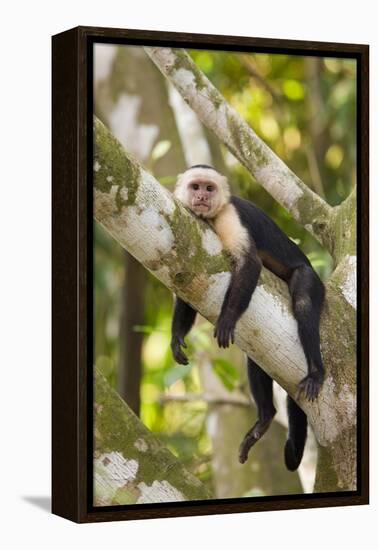 White-Faced Capuchin , Costa Rica-null-Framed Premier Image Canvas