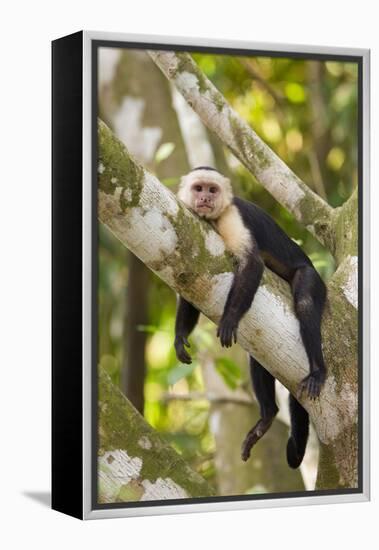 White-Faced Capuchin , Costa Rica-null-Framed Premier Image Canvas