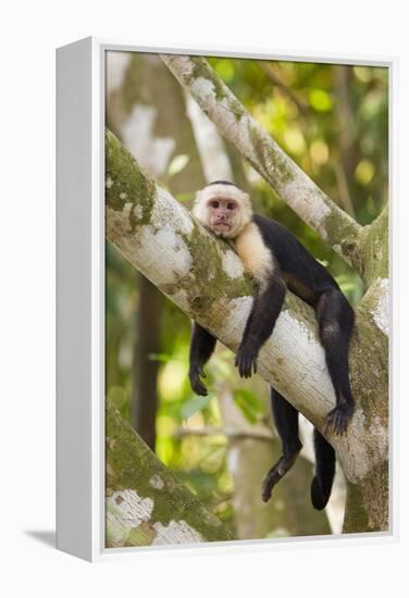 White-Faced Capuchin , Costa Rica-null-Framed Premier Image Canvas