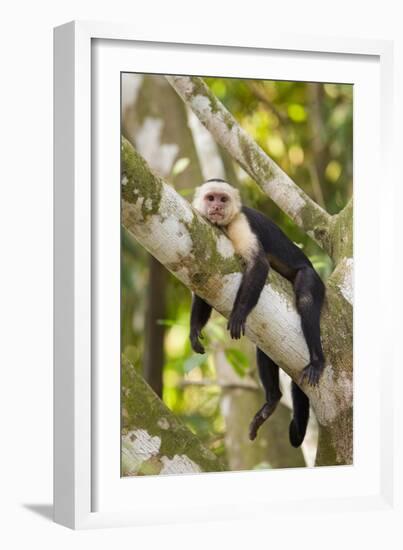 White-Faced Capuchin , Costa Rica-null-Framed Premium Photographic Print