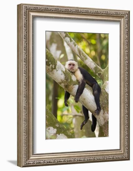 White-Faced Capuchin , Costa Rica-null-Framed Photographic Print